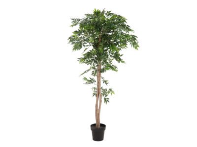 Ficus longifolia, 165cm