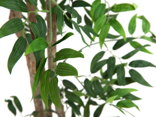 Ficus longifolia, 165cm - Image 2