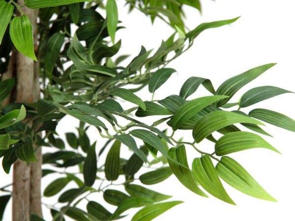Ficus longifolia, 165cm - Image 3