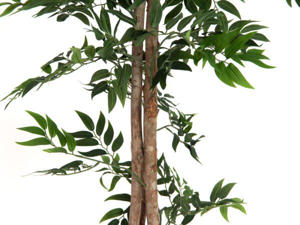 Ficus longifolia, 165cm - Image 4