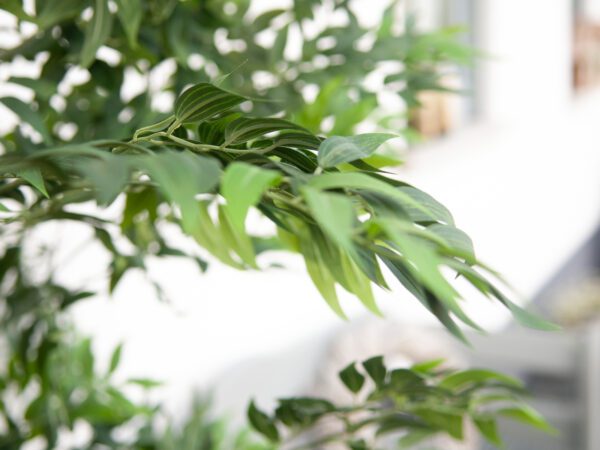 Ficus longifolia, 165cm - Image 6