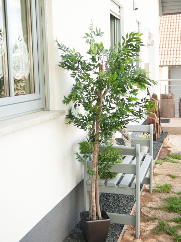 Ficus longifolia, 165cm - Image 8