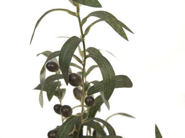 Olivovník s plody, 68 cm - Obrázek 2