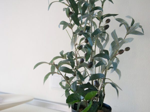 Olivovník s plody, 68 cm - Obrázek 7