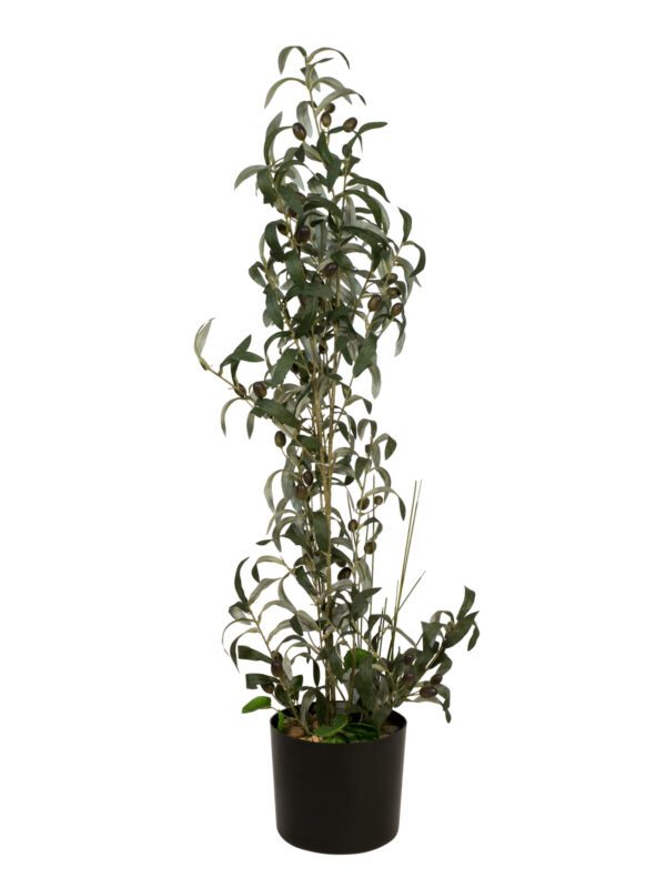 Olivovník s plody, 104 cm