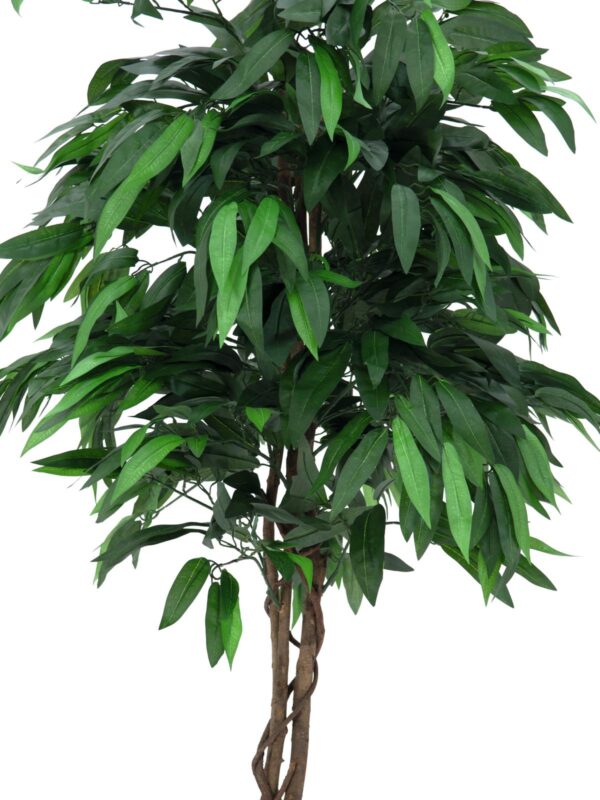 Strom Mango, 180 cm - Image 2