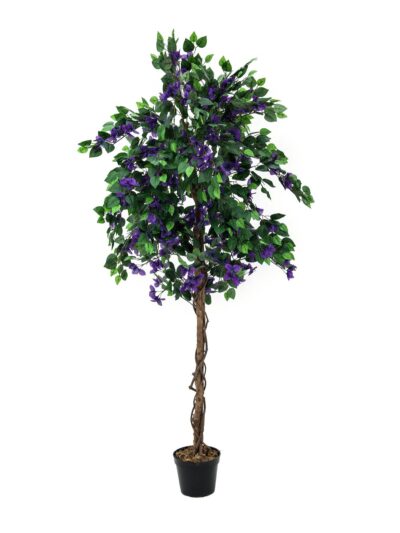 Bougainvillea fialová, 150 cm