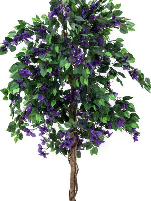 Bougainvillea fialová, 180 cm - Image 2