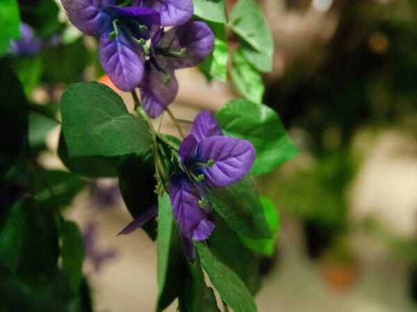 Bougainvillea fialová, 180 cm - Image 3