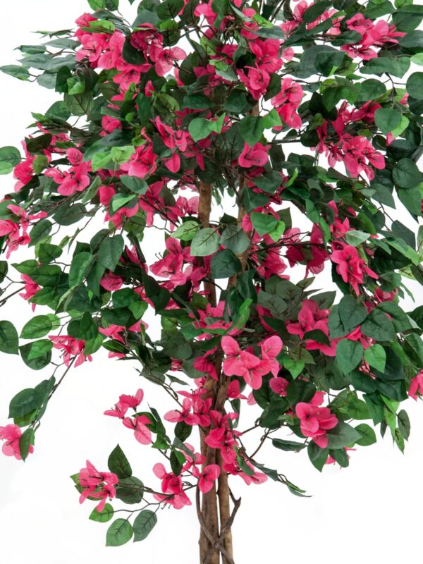 Bougainvillea červená, 150 cm - Obrázek 2