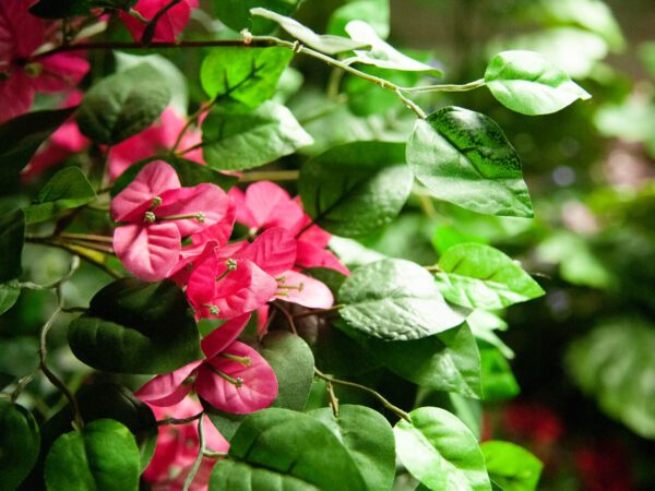 Bougainvillea červená, 150 cm - Obrázek 3