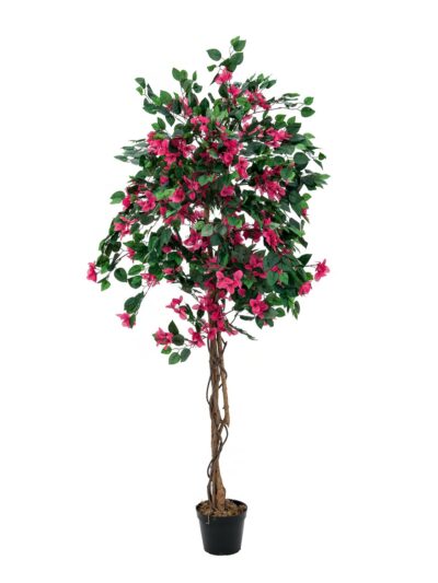 Bougainvillea červená, 180 cm