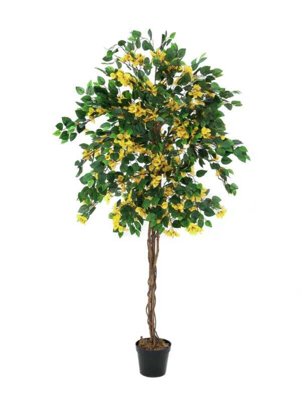 Bougainvillea žlutá, 180 cm