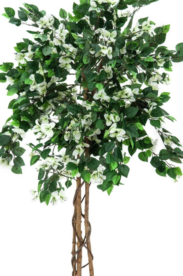 Bougainvillea bílá, 150 cm - Image 2