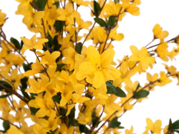 Forsythia se 4 kmeny, žlutá, 120 cm - Image 2