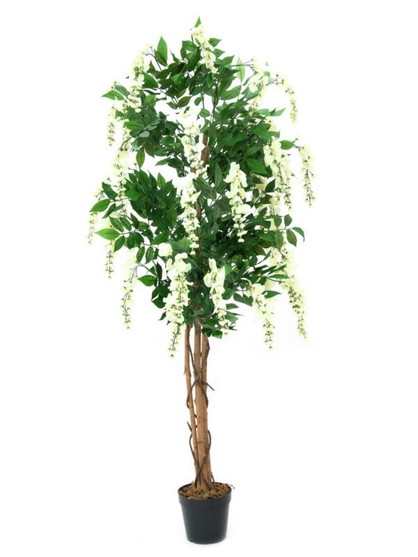 Vistárie, bílá, 180 cm