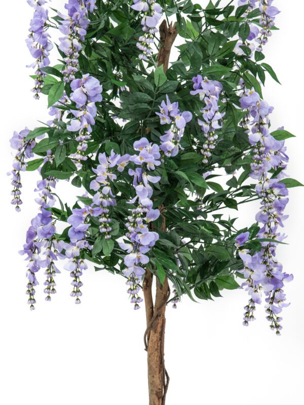 Vistárie fialová, 150 cm - Image 2