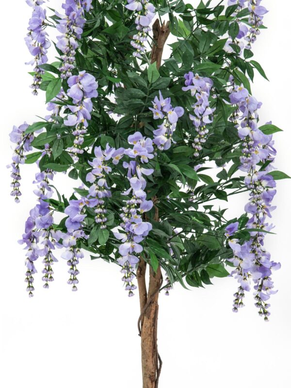 Vistárie fialová, 180 cm - Image 2