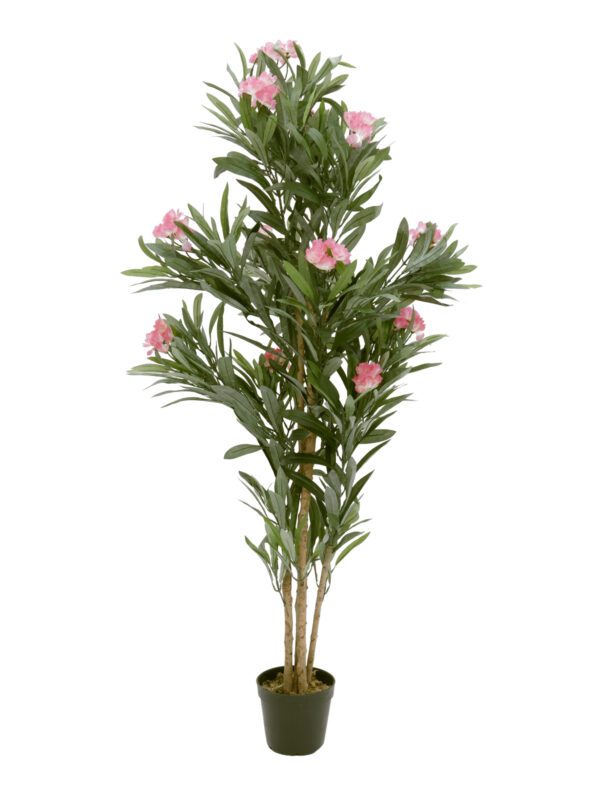 Oleandr, růžový, 150 cm