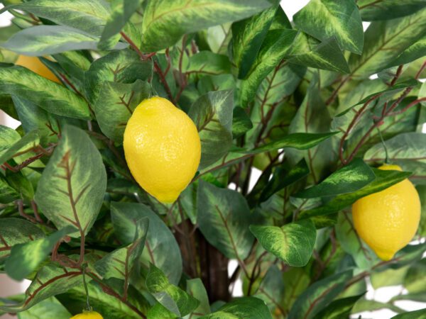Citronovník s plody, 150 cm - Image 3