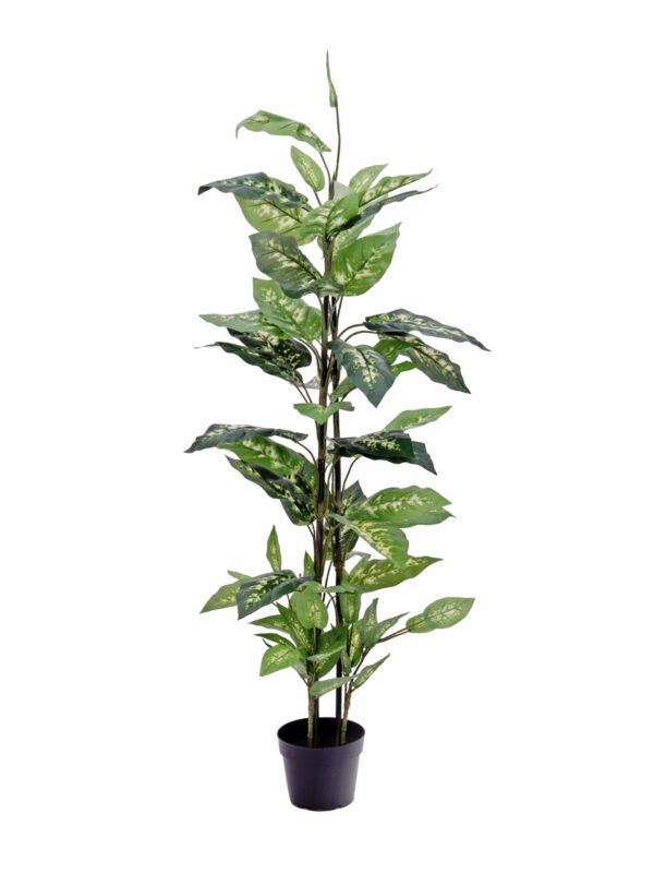 Difenbachie, 120 cm