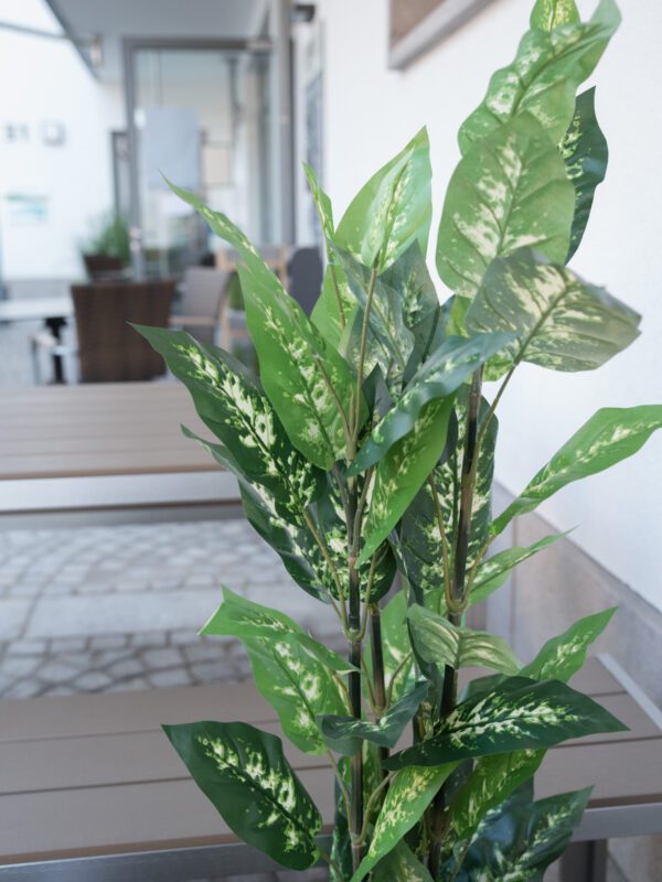 Difenbachie, 120 cm - Image 7