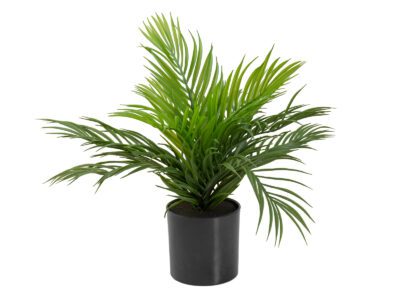 Areca palma, 46 cm