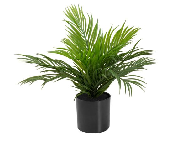 Areca palma, 46 cm - Image 2