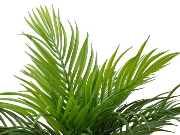 Areca palma, 46 cm - Image 3