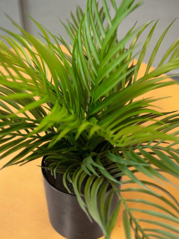 Areca palma, 46 cm - Image 4