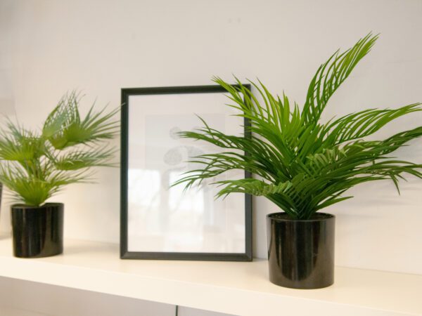 Areca palma, 46 cm - Image 6