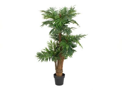 Areca palma, 140 cm