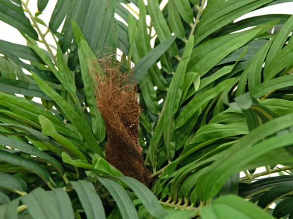 Areca palma, 140 cm - Image 4