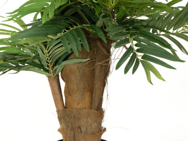 Areca palma, 140 cm - Image 5