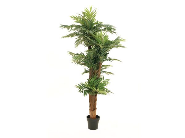 Palma Areca, 170cm