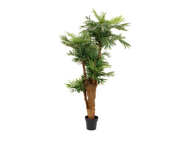 Palma Areca, 170cm - Image 2