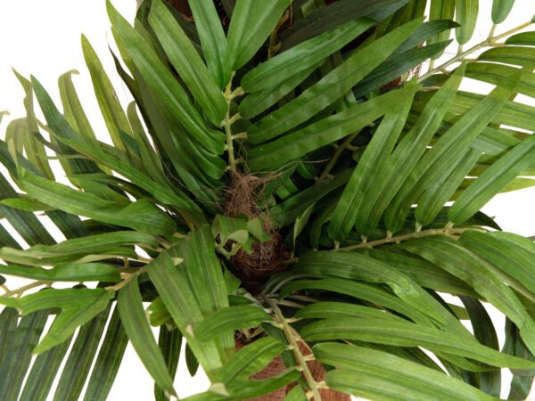 Palma Areca, 170cm - Image 4