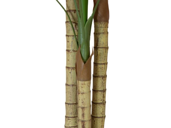 Palma Areca, 3 kmeny, 150 cm - Image 3
