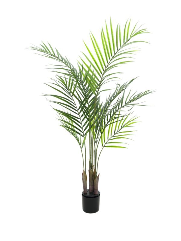 Areca palma s velkými listy, 125 cm