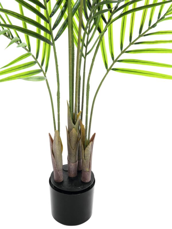 Areca palma s velkými listy, 125 cm - Image 2
