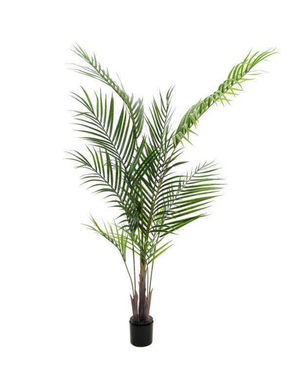 Areca palma s velkými listy, 165 cm