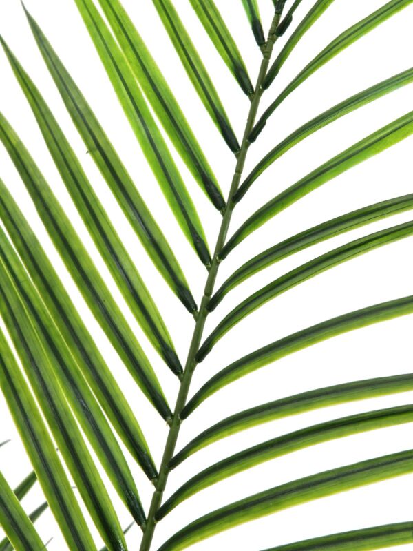 Areca palma s velkými listy, 165 cm - Image 2