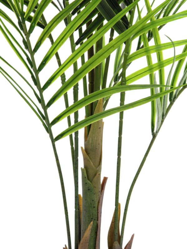 Areca palma s velkými listy, 165 cm - Image 3