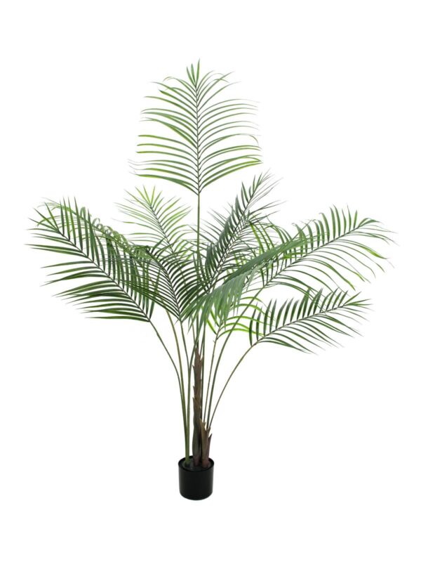 Areca palma s velkými listy, 185 cm