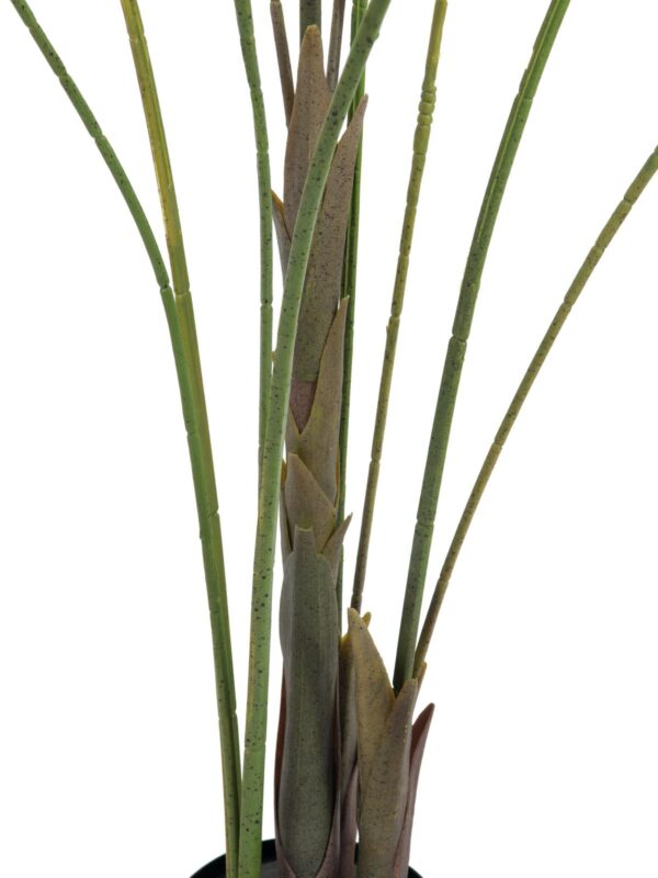 Areca palma s velkými listy, 185 cm - Image 3