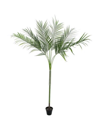 Areca palma s velkými listy, 180 cm