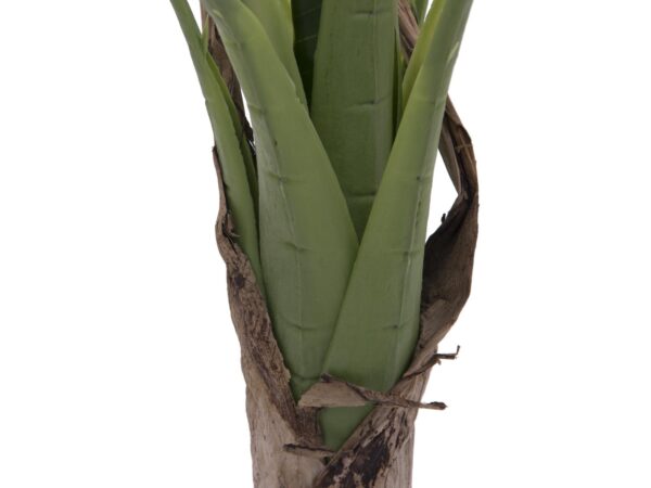 Banánovník, 100 cm - Image 3