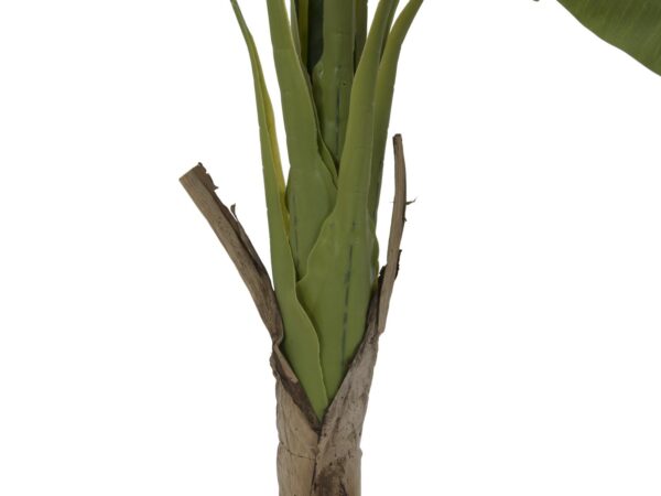 Banánovník, 145 cm - Image 2