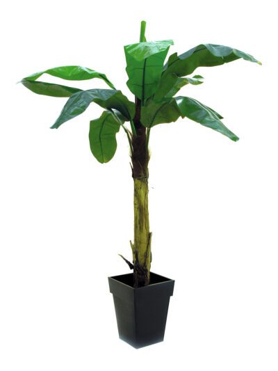 Banánovník, 210 cm