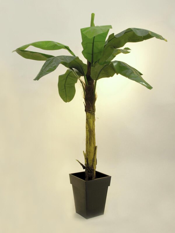 Banánovník, 210 cm - Image 2